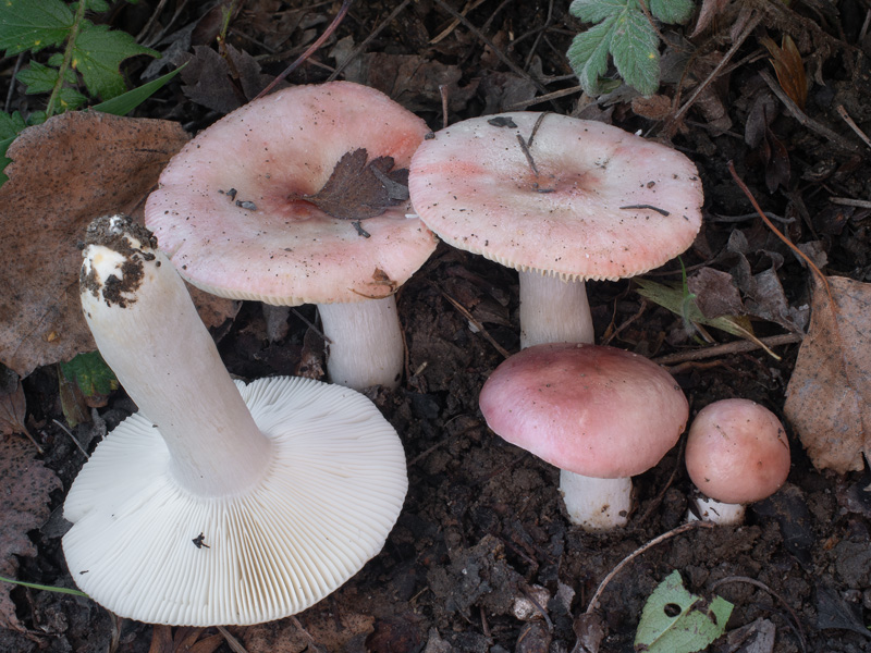 Russula exalbicans